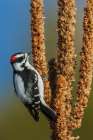 Downy woodpecker looking for Mullen seeds in Montana Landscape Print